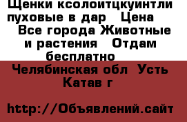 Щенки ксолоитцкуинтли пуховые в дар › Цена ­ 1 - Все города Животные и растения » Отдам бесплатно   . Челябинская обл.,Усть-Катав г.